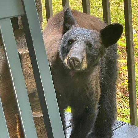 Bears Among Us Villa Gatlinburg Exteriör bild