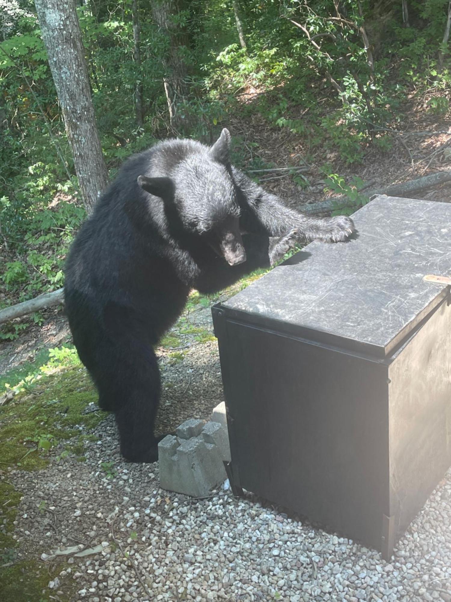 Bears Among Us Villa Gatlinburg Exteriör bild